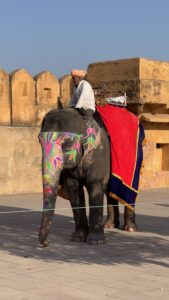 Elefant