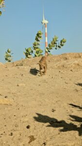 Jaisalmer_Wüstensafari_Welpe