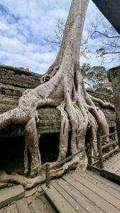 AngkorThom_Baum2