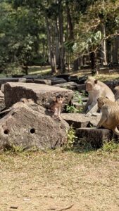 Angkor_Affen