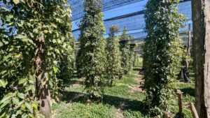 Kampot_Pfefferplfanze