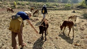 JessiStreicheltKühe