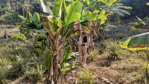 SaschaDerBananenDieb