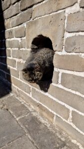 ChinesischeMauerKatzeSchießscharte