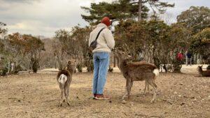 NaraJessiFüttertRehe2