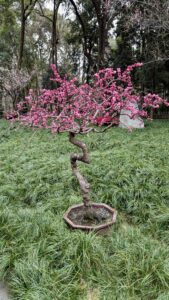 PXL_20250213_074307350