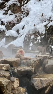 Schneeaffen4