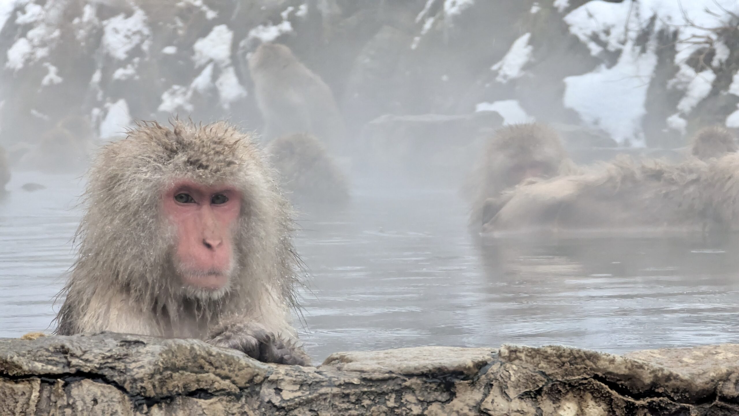 Nagano – Verschneit, aber hey! Schneeaffen
