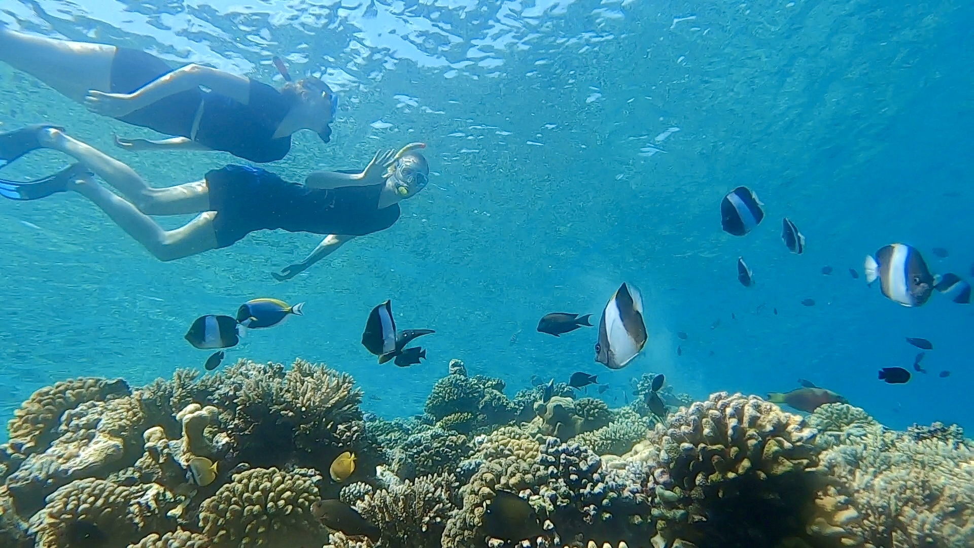 Omadhoo – Findet Nemo🪸