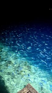 UnterwasserweltVonOben